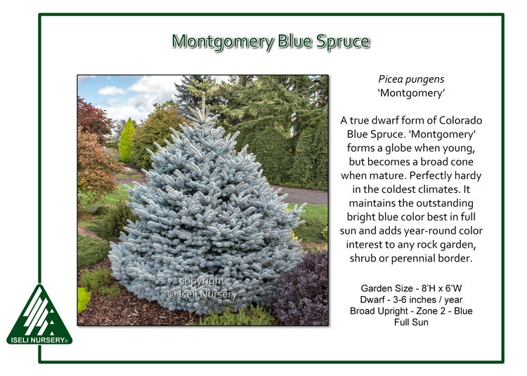 Blue Spruce - Montgomery