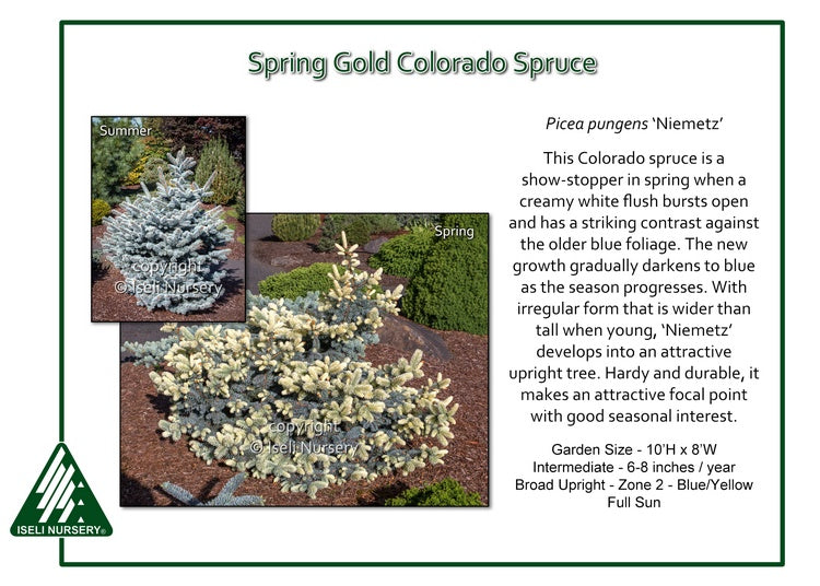 Spruce - Spring Gold Colorado