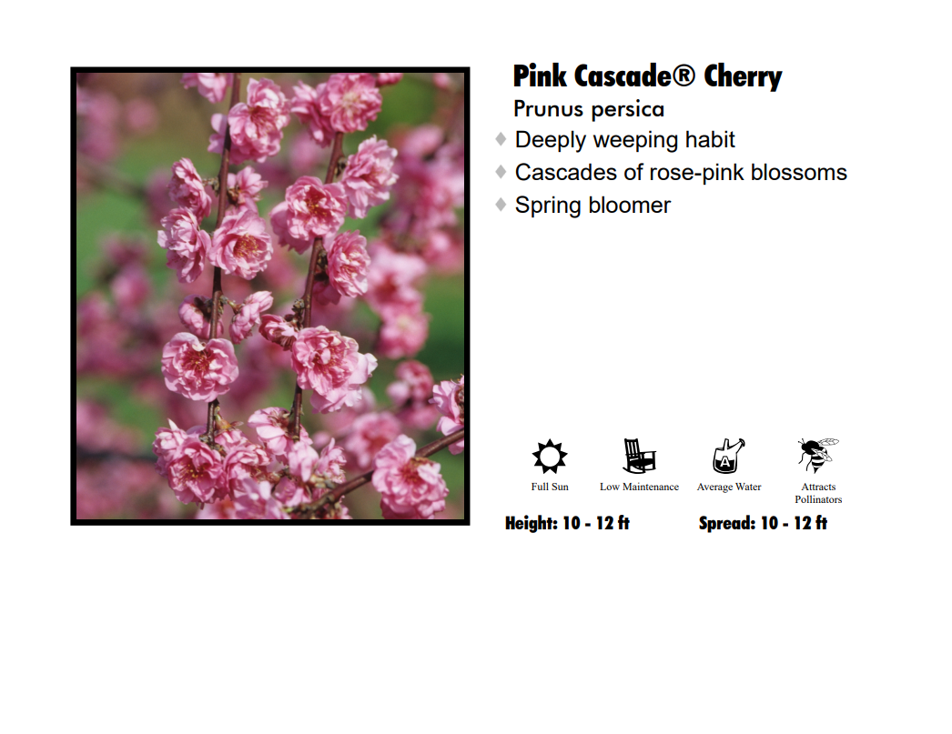 Cherry - Pink Cascade