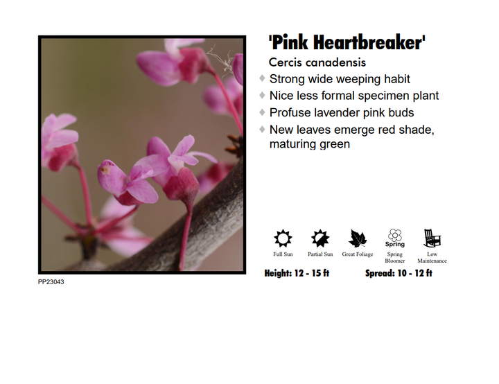 Redbud - Pink Heartbreaker