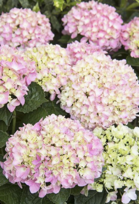 Hydrangea - Pink Splendor