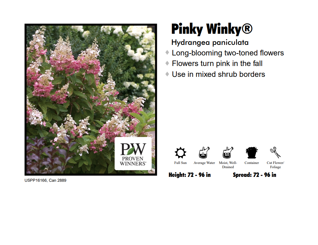 Hydrangea - Pinky Winky