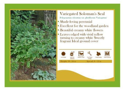 Polygonatum 'Solomon's Seal' Variegated