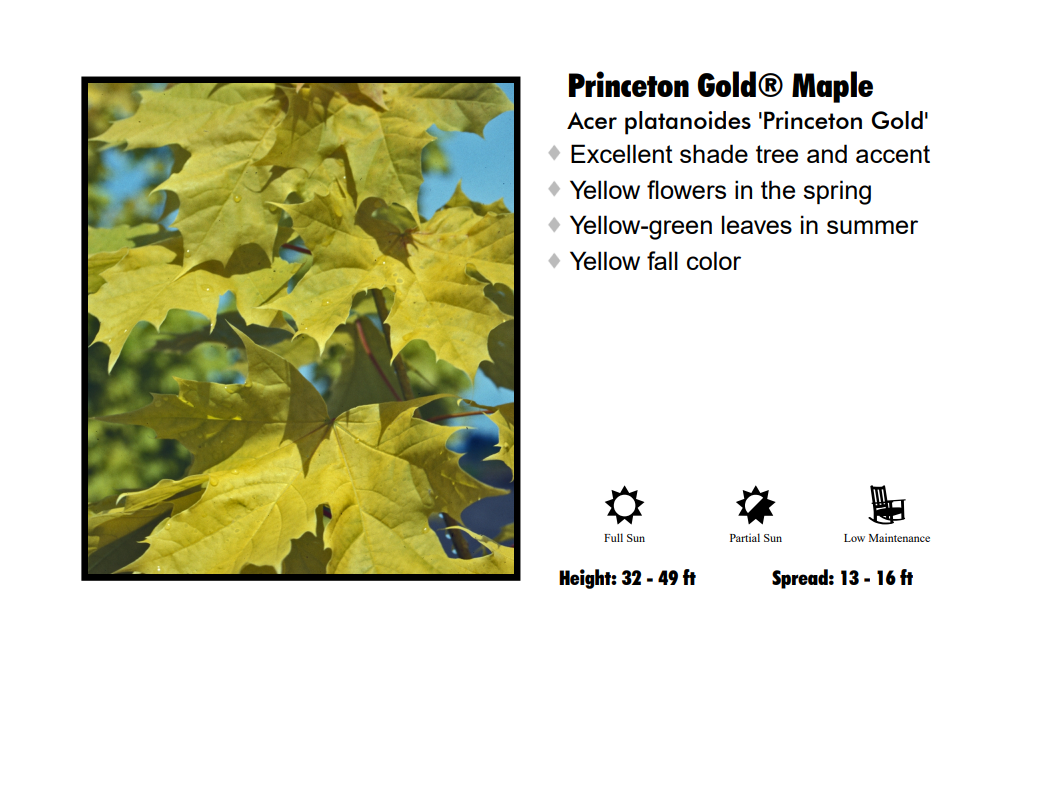 Maple - Princeton Gold Norway