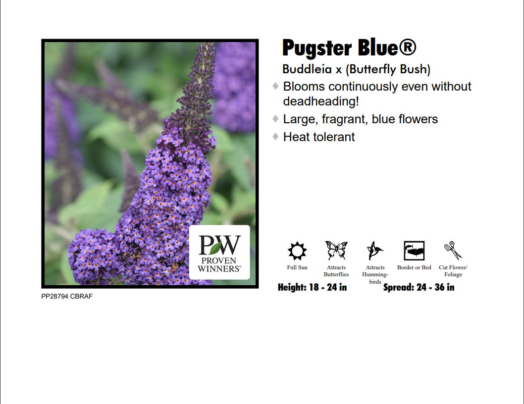 Butterfly Bush - Pugster Blue