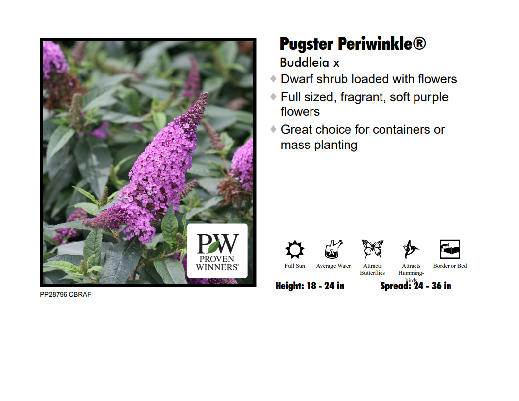 Butterfly Bush - Pugster Periwinkle
