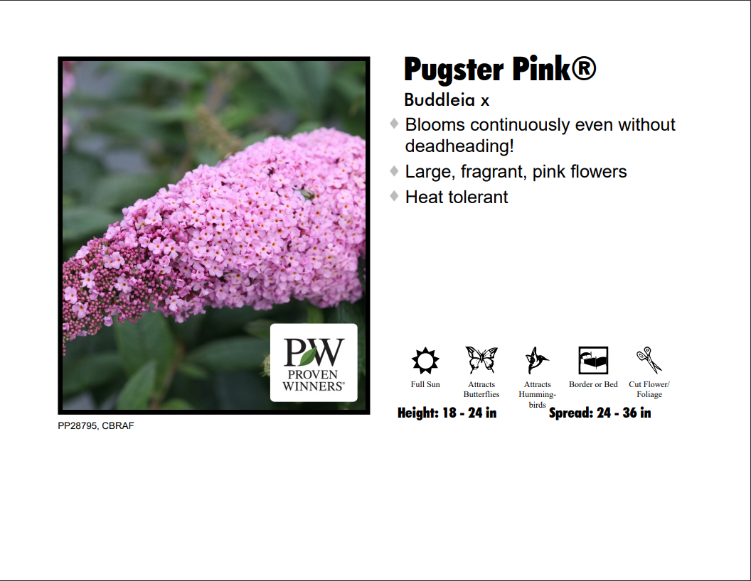 Butterfly Bush - Pugster Pinker