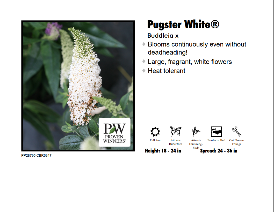 Butterfly Bush - Pugster White