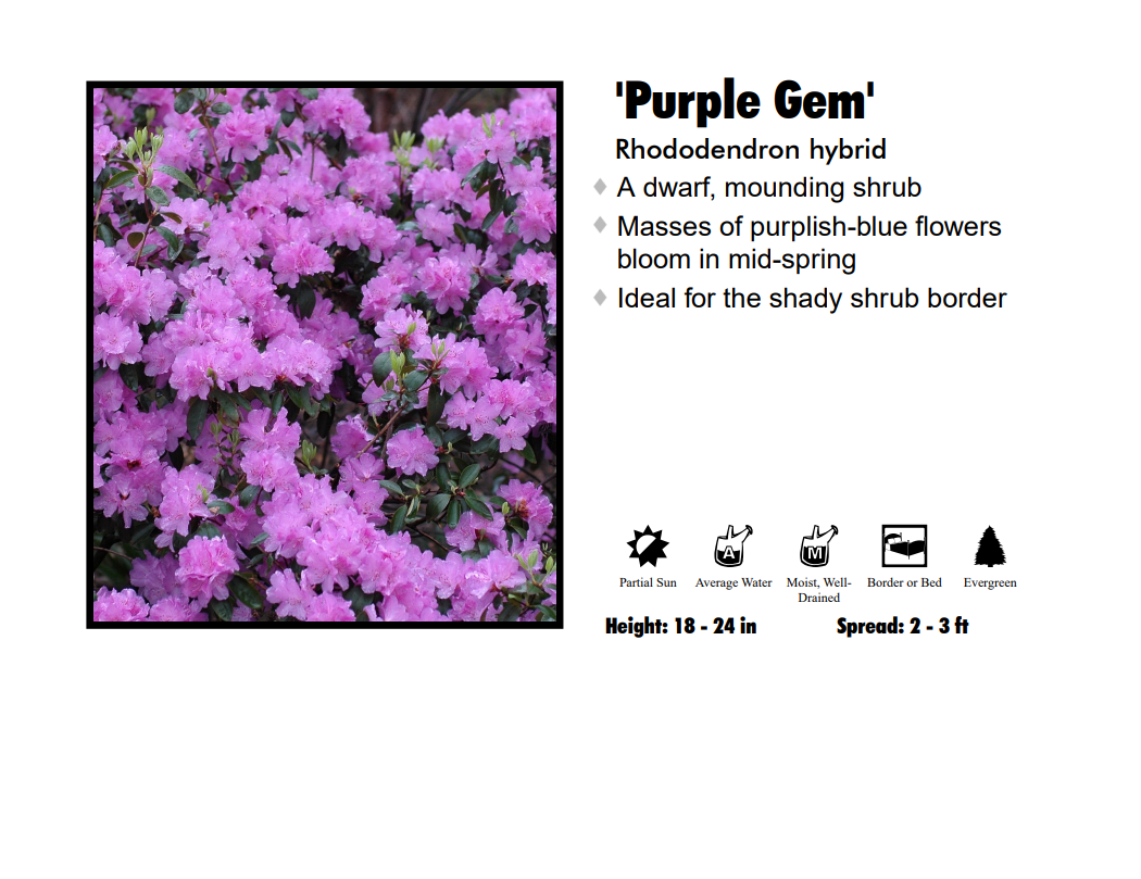 Rhododendron - Purple Gem