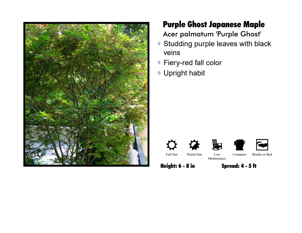 Japanese Maple - Purple Ghost
