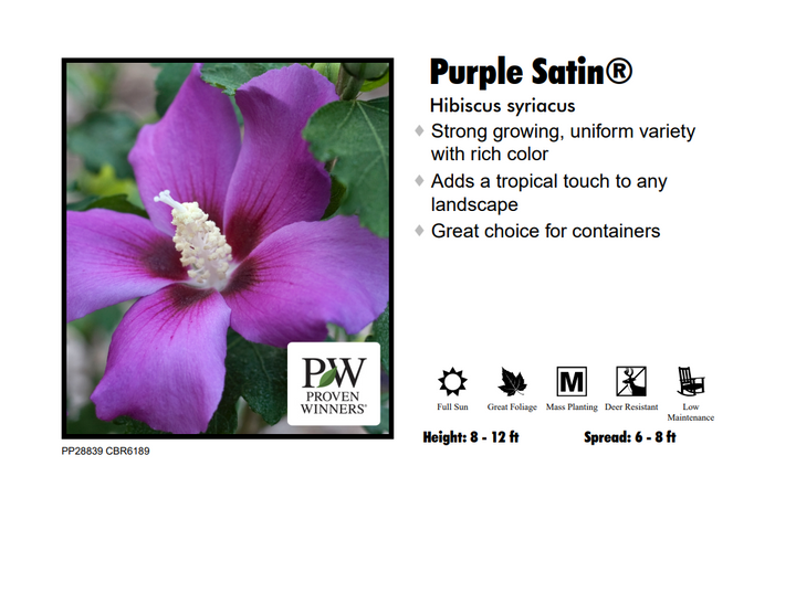 Rose of Sharon - Purple Satin