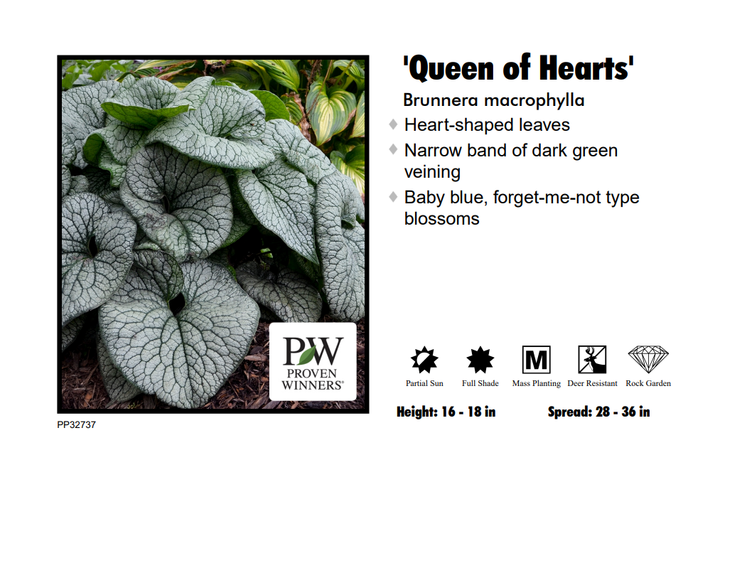 Brunnera - Queen of Hearts