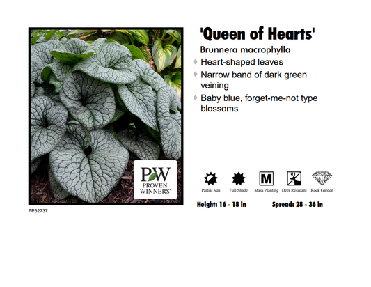 Brunnera - Queen of Hearts