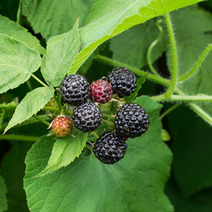 Raspberry - Munger Black