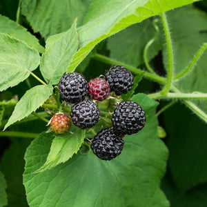 Black Raspberry - Munger