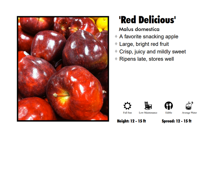 Apple - Red Delicious Semi Dwarf