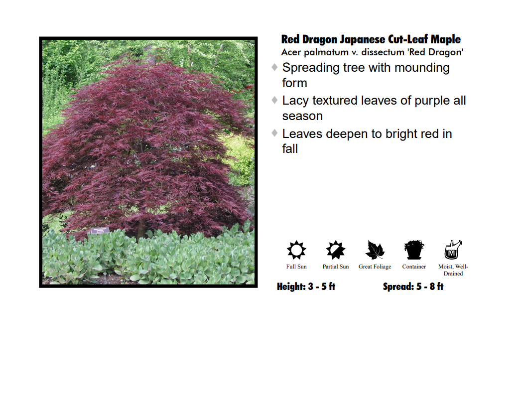 Japanese Maple - Red Dragon Weeping