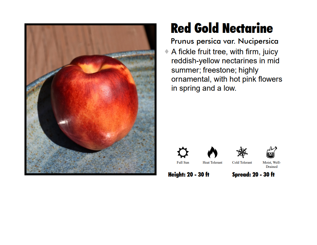 Nectarine - Red Gold