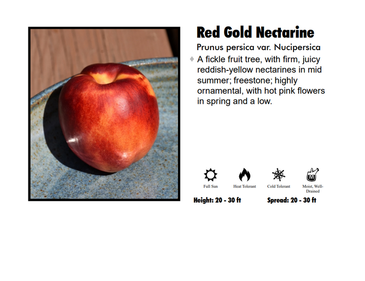 Nectarine - Red Gold