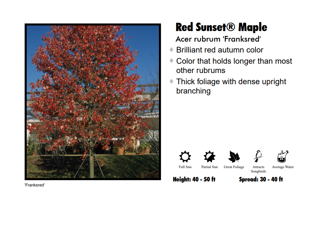Maple - Red Sunset