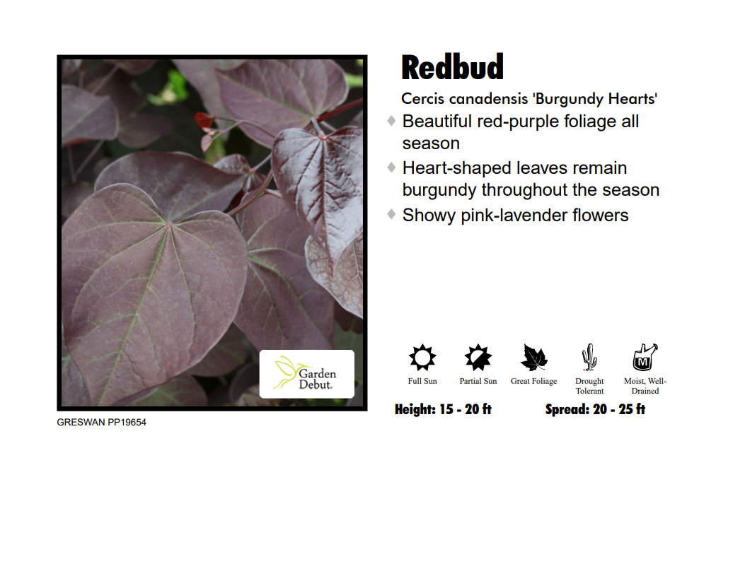 Redbud - Burgandy Hearts