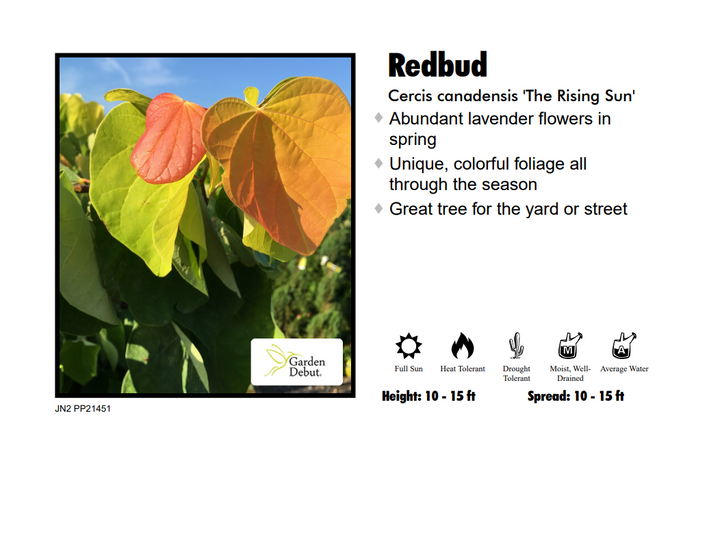 Redbud - Rising Sun