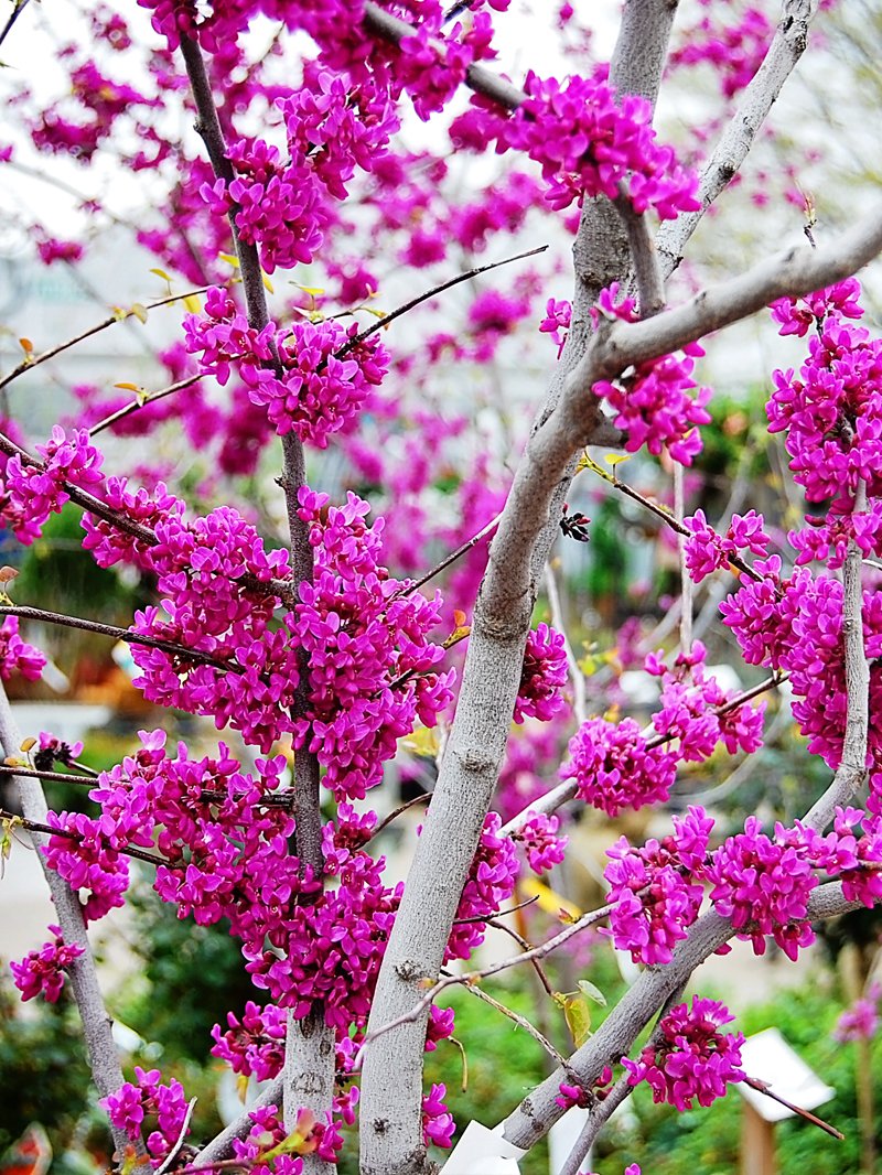 Redbud - Oklahoma