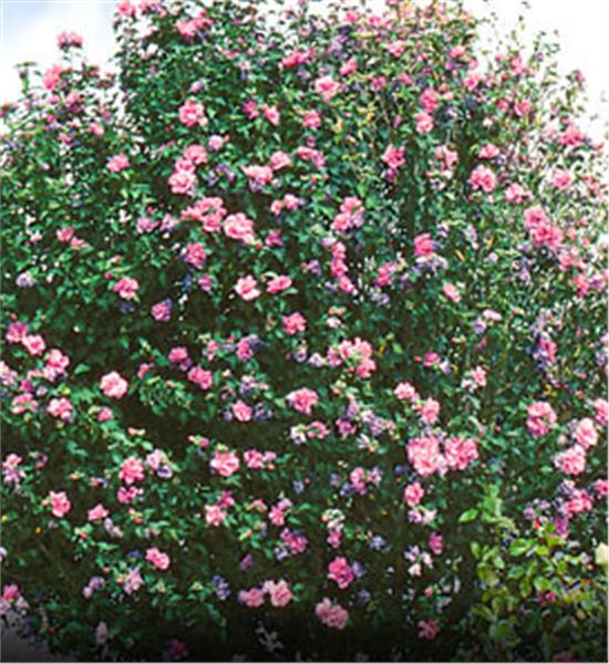 Rose of Sharon - Pink Tree