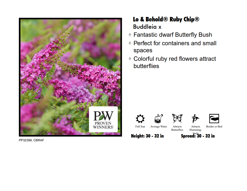 Butterfly Bush - Ruby Chip