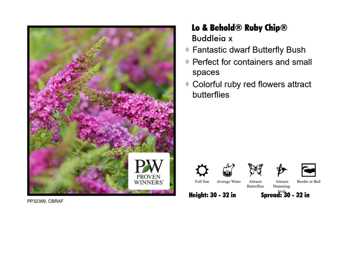 Butterfly Bush - Ruby Chip