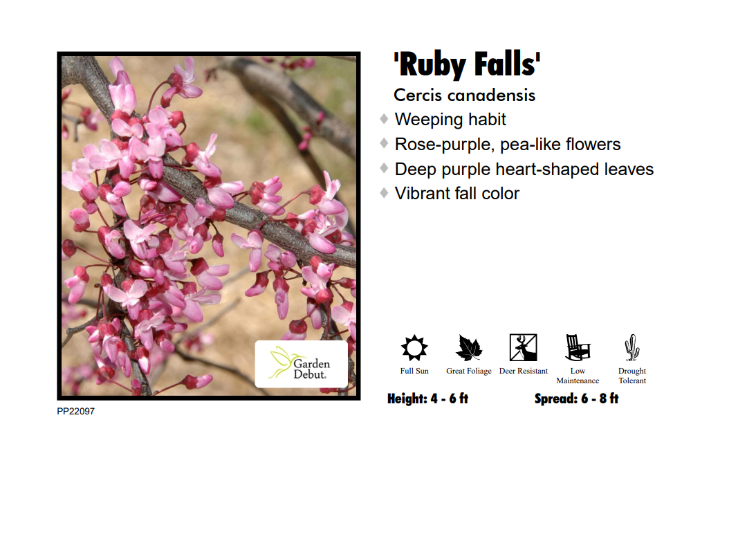 Redbud - Weeping Ruby Falls