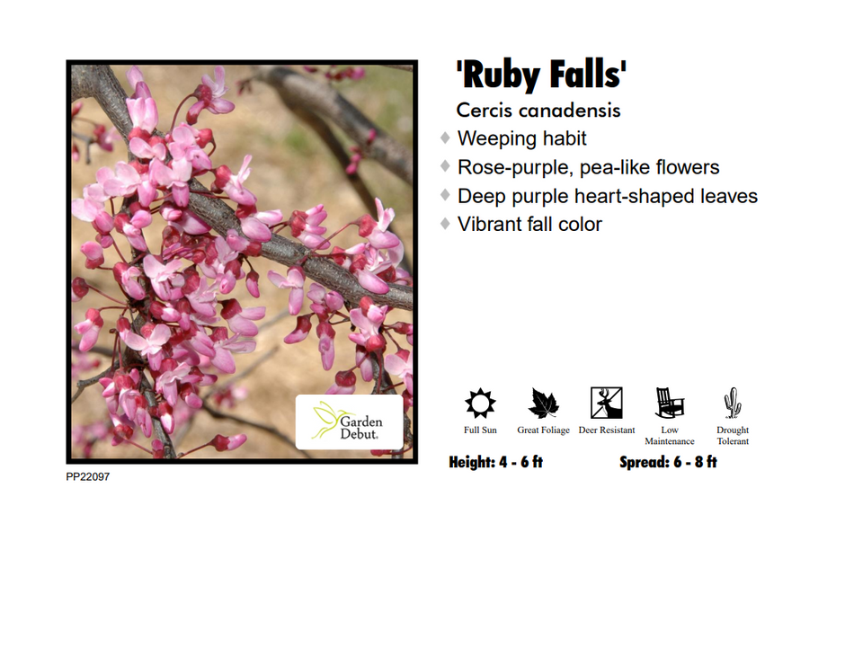 Bushes, Trees, & Shrubs – Page 4 – Pandy's Garden Center