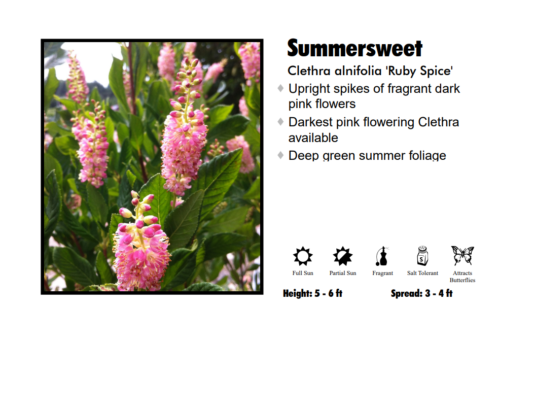 Summersweet - Ruby Spice