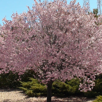 Plum - Newport Pink Flowering