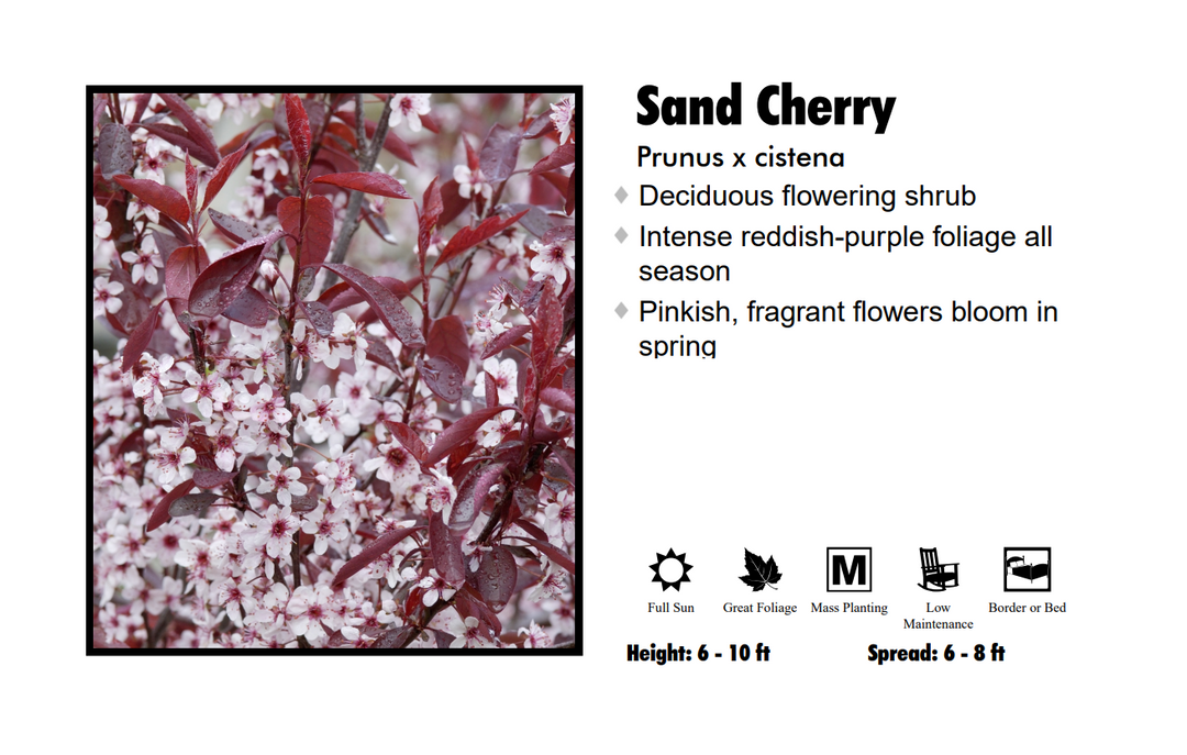 Sand Cherry - Dwarf Purple Leaf Plum