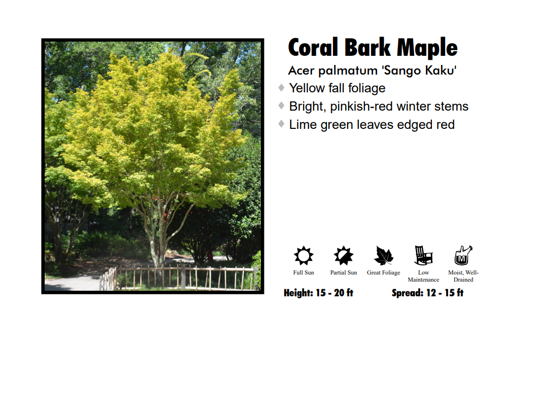 Japanese Maple - Coral Bark