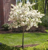 Crab - Sargent Tina Dwarf