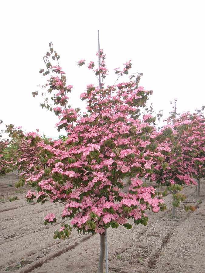 Korean Dogwood - Stellar Pink Kousa