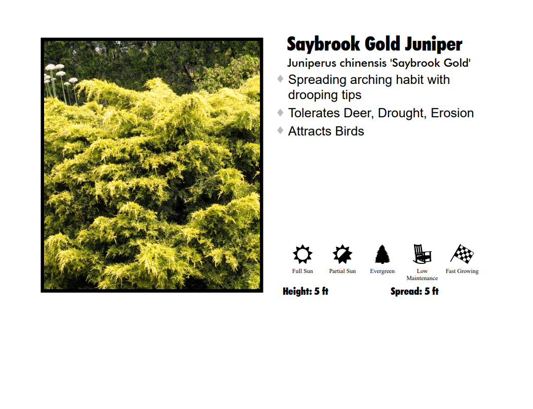 Juniper - Saybrook Gold