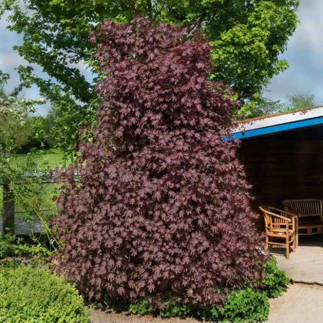 Maple - Crimson Sentry Columnar Calip