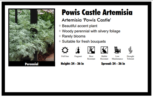 Artemisia “Powis Castle” Wormwood