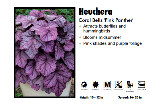 Heuchera 'Pink Panther' Coral Bells