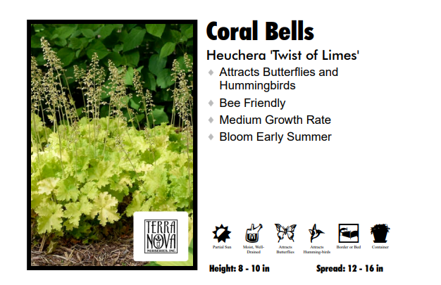 Heuchera 'Twist of Lime' Coral Bells