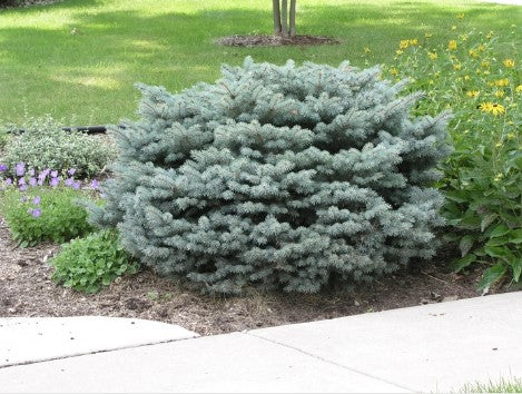 Spruce - Dwarf Globe Blue