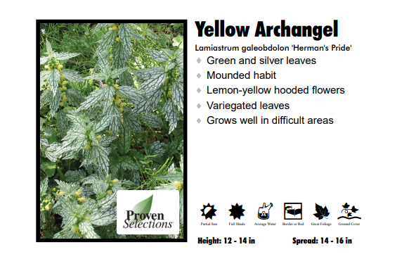 Lamiastrum 'Herman's Pride Yellow Archangel'