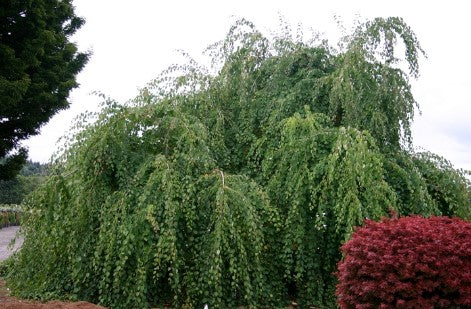 Katsura - Weeping Tree