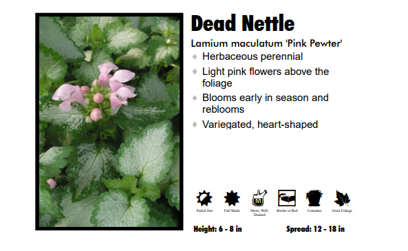 Lamium 'Pink Pewter' Dead Nettle