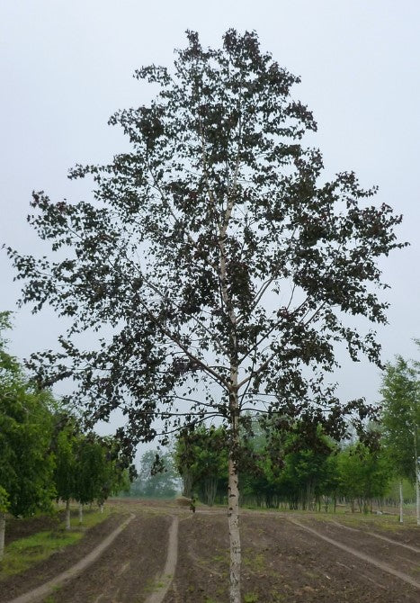 Birch - Royal Frost Clump