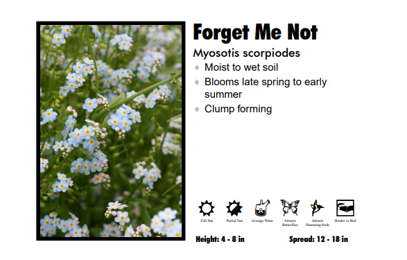 Myosotis 'Forget Me Not'