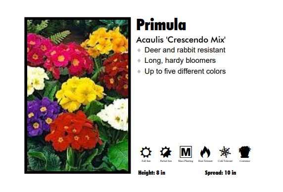 Primula 'Crescendo' Primrose